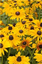 - Rudbeckia hirta 'Marmalade'  - Rudbeckia hirta 'Marmalade'