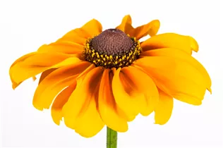  - Rudbeckia hirta