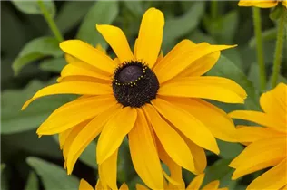 - Rudbeckia hirta 'Marmalade'  - Rudbeckia hirta 'Marmalade'