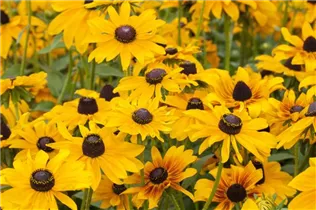 - Rudbeckia hirta 'Marmalade'  - Rudbeckia hirta 'Marmalade'