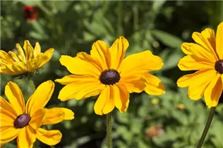  - Rudbeckia hirta