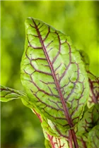  - Rumex acetosa