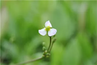  - Sagittaria sagittifolia