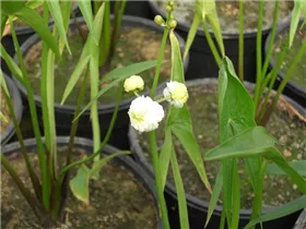  - Sagittaria sagittifolia