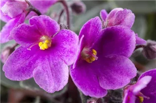  - Saintpaulia ionantha