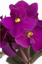  - Saintpaulia ionantha