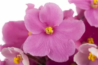  - Saintpaulia ionantha