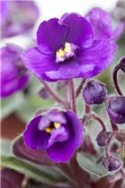  - Saintpaulia ionantha