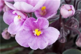  - Saintpaulia ionantha