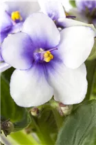  - Saintpaulia ionantha