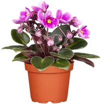  - Saintpaulia ionantha