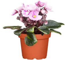  - Saintpaulia ionantha