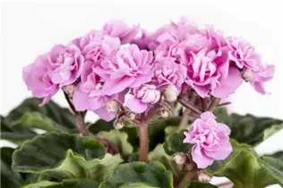 - Saintpaulia ionantha, gefüllt  - Saintpaulia ionantha, gefüllt