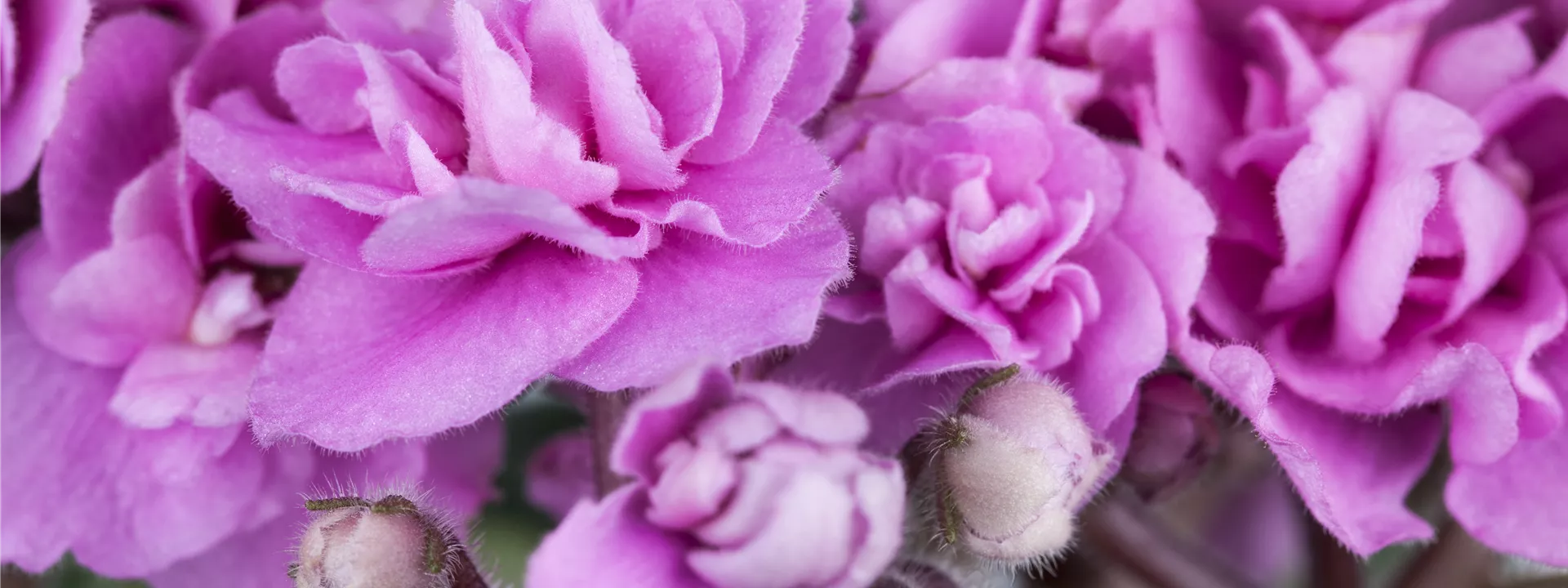 Saintpaulia ionantha Saintpaulia ionantha