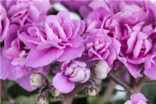 - Saintpaulia ionantha, gefüllt  - Saintpaulia ionantha, gefüllt