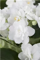 - Saintpaulia ionantha, gefüllt  - Saintpaulia ionantha, gefüllt