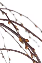 - Salix caprea 'Pendula'  - Salix caprea 'Pendula'