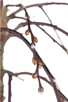 - Salix caprea 'Pendula'  - Salix caprea 'Pendula'