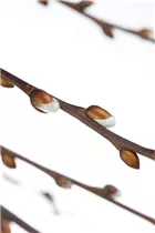 - Salix caprea 'Pendula'  - Salix caprea 'Pendula'