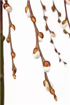 - Salix caprea 'Pendula'  - Salix caprea 'Pendula'