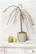 - Salix caprea 'Pendula'  - Salix caprea 'Pendula'