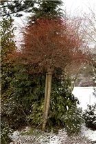 - Salix integra 'Hakuro Nishiki'  - Salix integra 'Hakuro Nishiki'