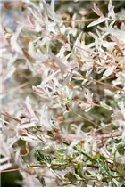 - Salix integra 'Hakuro Nishiki'  - Salix integra 'Hakuro Nishiki'