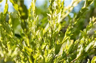 - Salix integra 'Hakuro Nishiki'  - Salix integra 'Hakuro Nishiki'