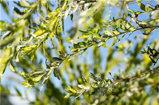 - Salix integra 'Hakuro Nishiki'  - Salix integra 'Hakuro Nishiki'