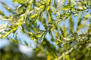 - Salix integra 'Hakuro Nishiki'  - Salix integra 'Hakuro Nishiki'