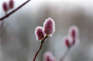 - Salix 'Rotkätzchen'®  - Salix 'Rotkätzchen'®