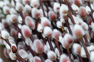 - Salix 'Rotkätzchen'®  - Salix 'Rotkätzchen'®