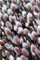 - Salix 'Rotkätzchen'®  - Salix 'Rotkätzchen'®