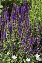  - Salvia nemorosa