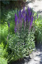  - Salvia nemorosa