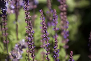  - Salvia nemorosa
