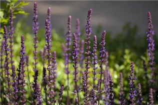  - Salvia nemorosa
