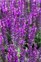  - Salvia nemorosa