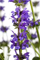  - Salvia nemorosa