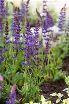  - Salvia nemorosa 'Ostfriesland'