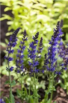  - Salvia nemorosa 'Ostfriesland'