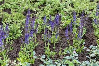  - Salvia nemorosa 'Ostfriesland'
