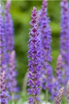  - Salvia nemorosa 'Ostfriesland'