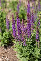  - Salvia nemorosa 'Ostfriesland'