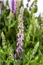  - Salvia nemorosa, rosa