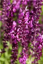 - Salvia nemorosa, rot  - Salvia nemorosa, rot