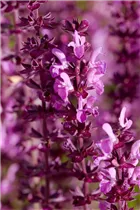 - Salvia nemorosa, rot  - Salvia nemorosa, rot