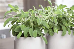  - Salvia officinalis