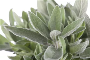  - Salvia officinalis