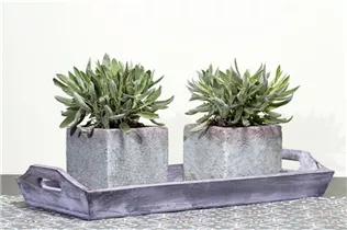  - Salvia officinalis